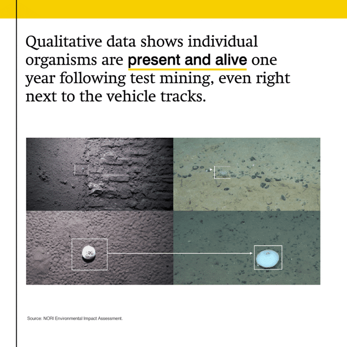Qualitative data shows individual organisms are present and alive one year following test mining, even right next to the vehicle tracks.